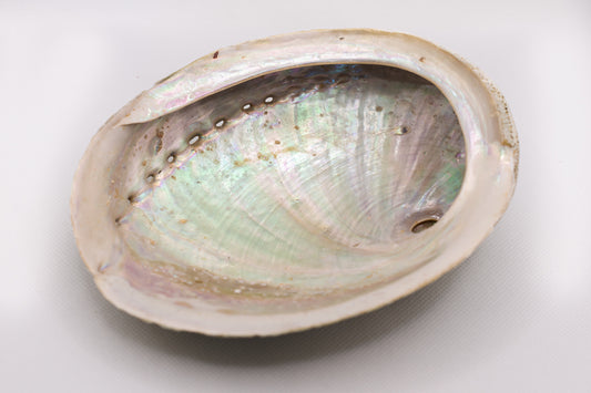 Wunderschöne Abalone Muschel Haliotis als besonders Räuchergefäß