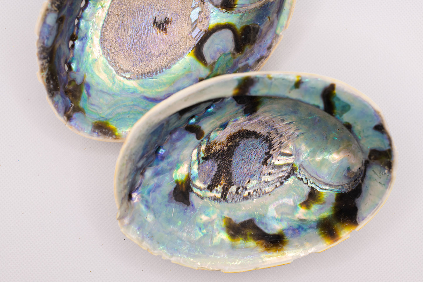 Zauberhafte Regenbogen Abalone Muschel - Der Hingucker zum Räuchern